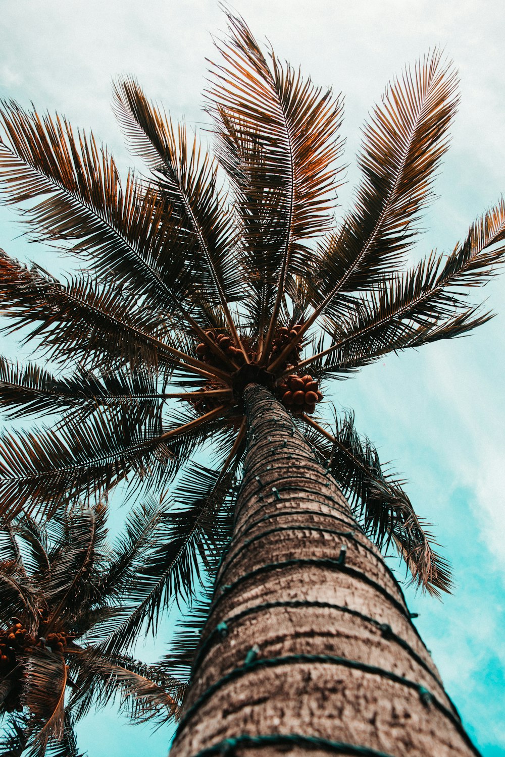 코코넛 나무의 로우 앵글 사진