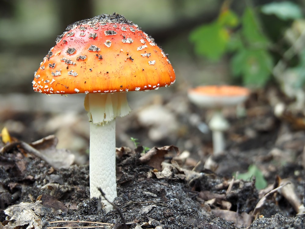 orange and red mushroom