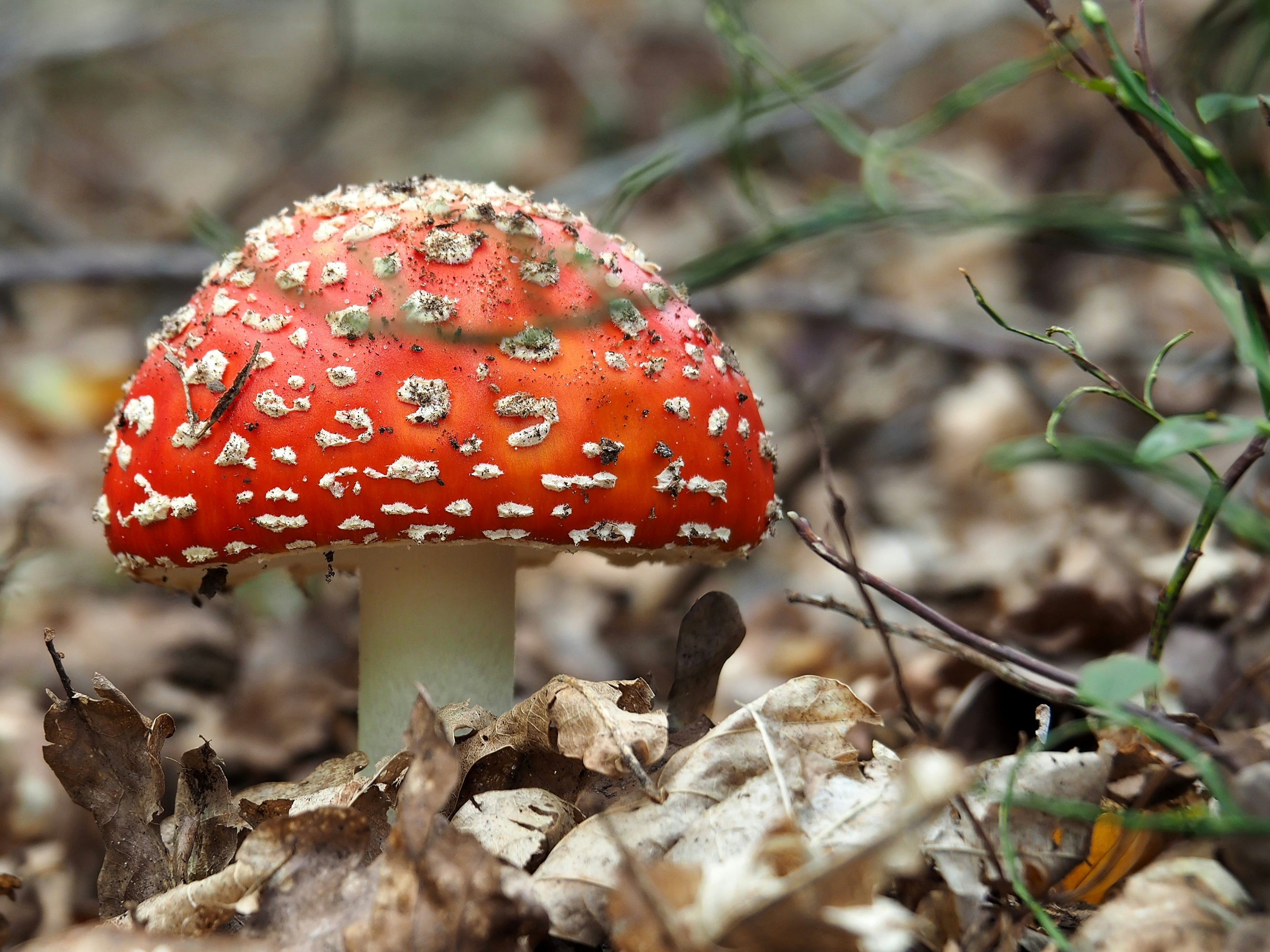 mushroom