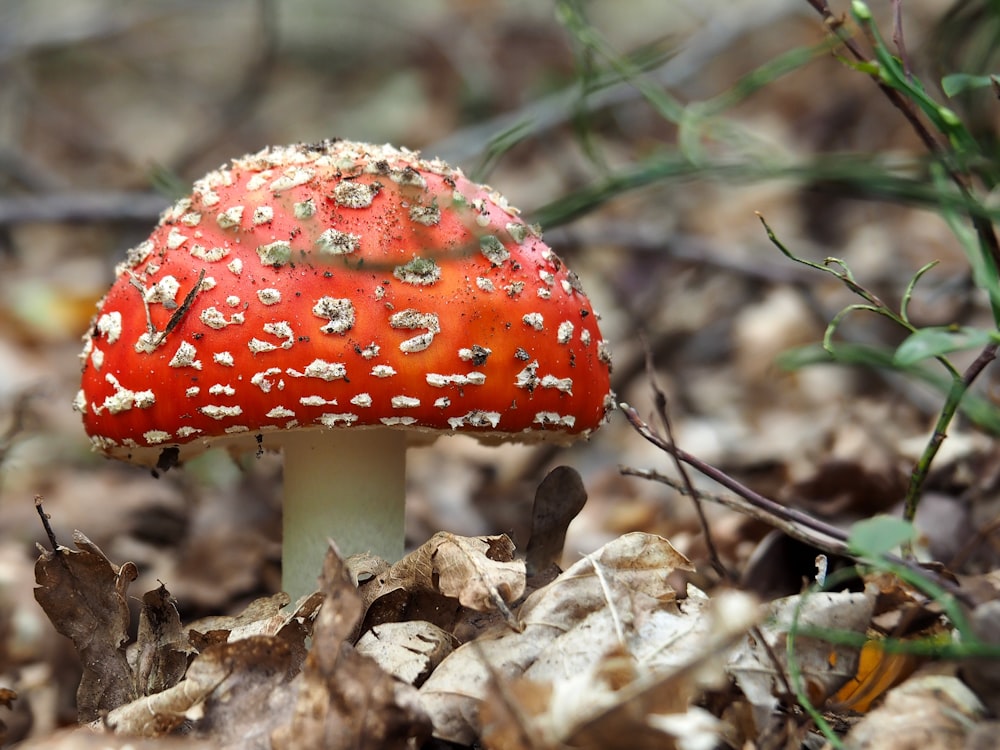 orange toadstool