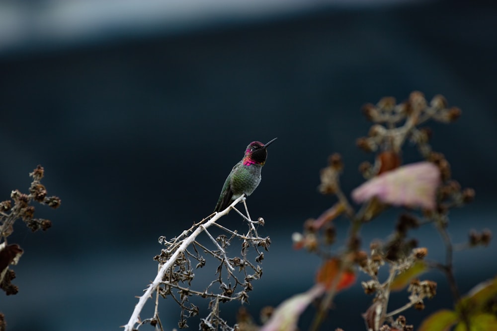 green bird perching on tree