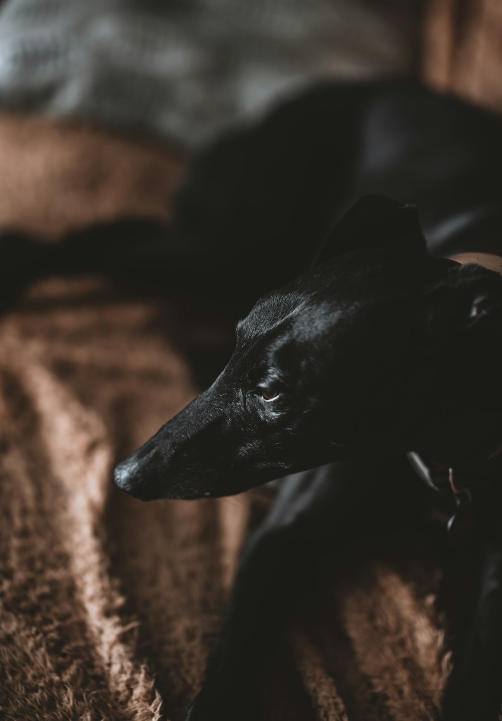 black dog lying on bed]