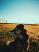 A proud adult standard poodle standing gracefully on a grassy field at sunset.
