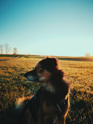 A proud adult standard poodle standing gracefully on a grassy field at sunset.