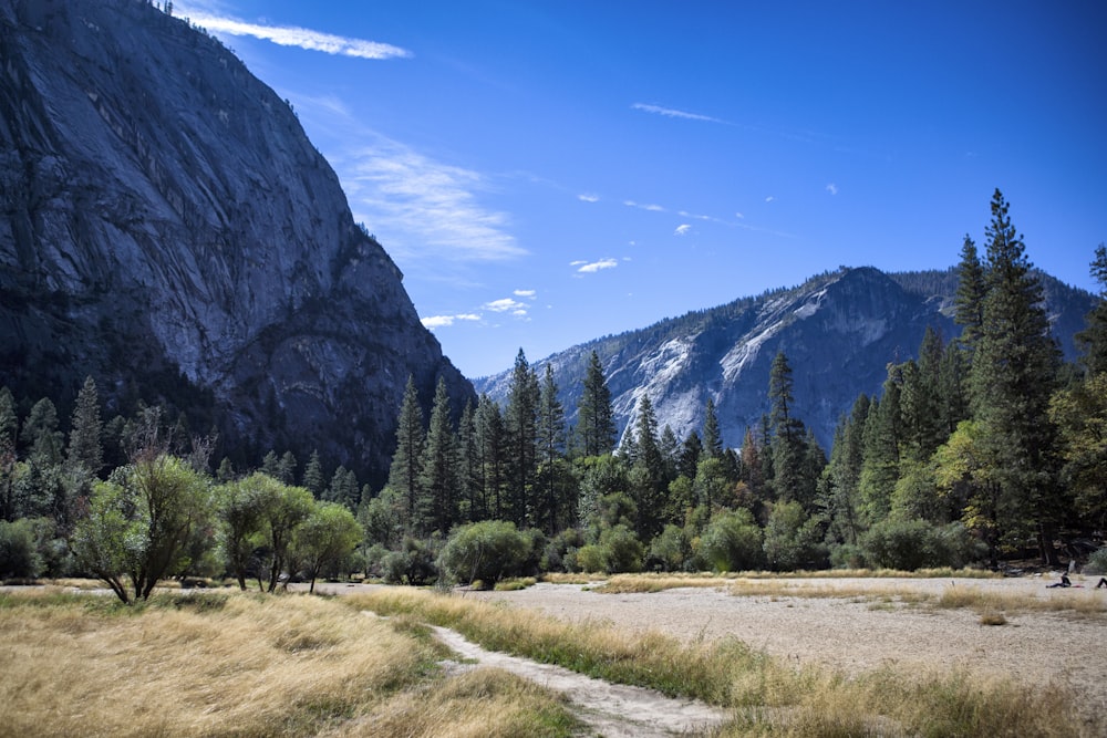 green pine trees beside rocky mountain