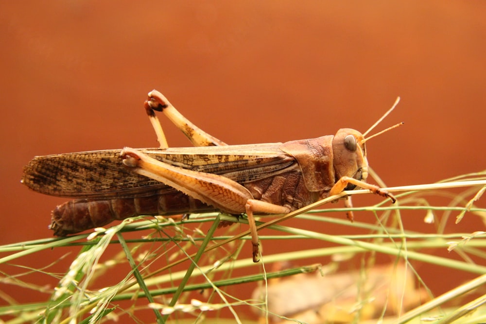 brown and black grasshopper closeup photography