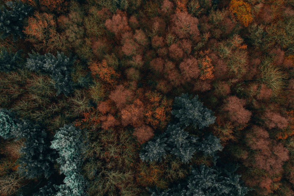 aerial view of forest