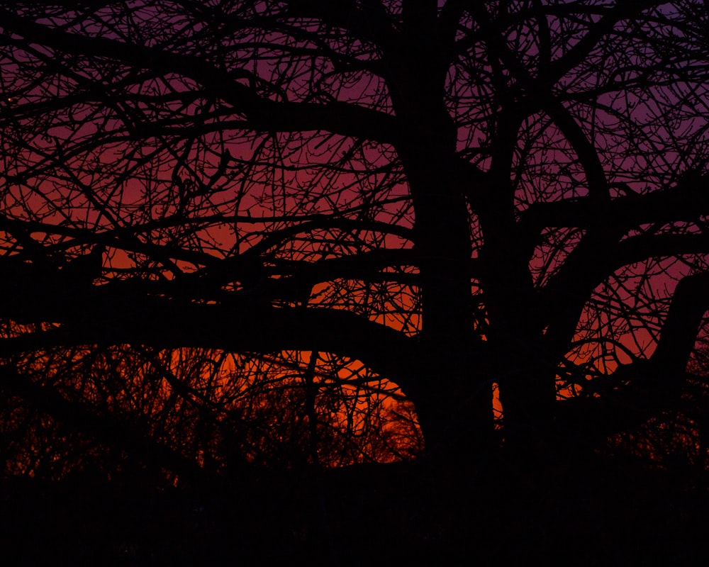 silhouette of tree during sunset