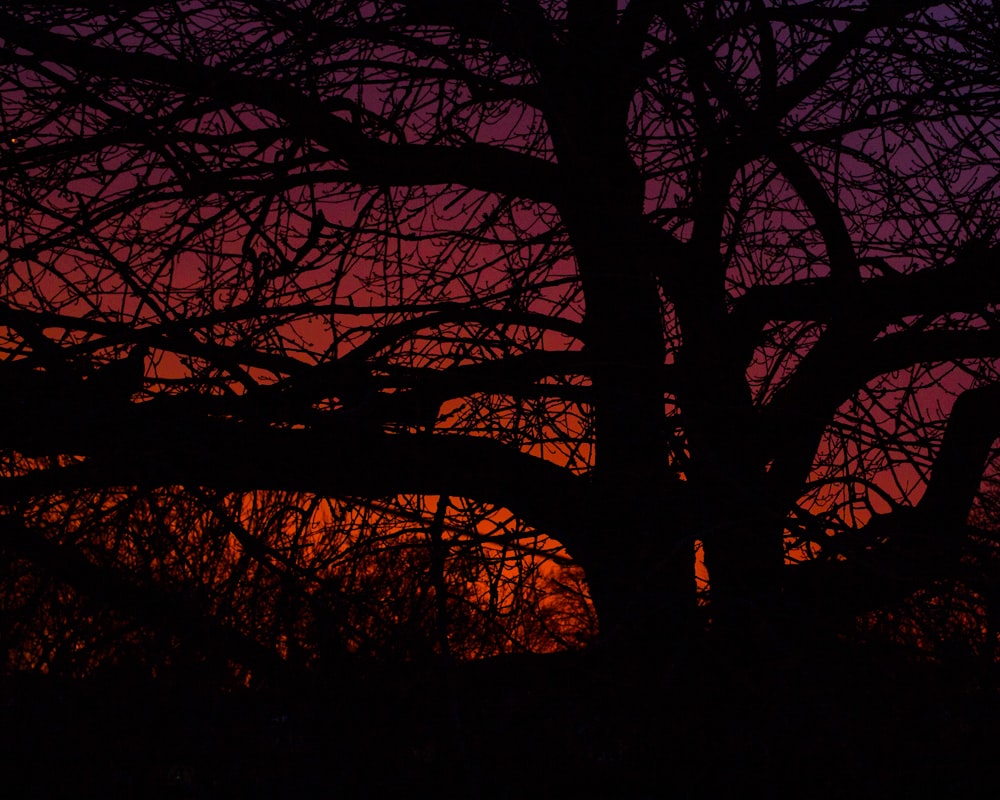 silhouette dell'albero durante il tramonto