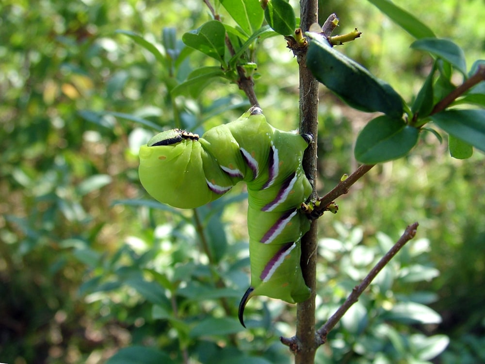 green caterpillar on brown branch