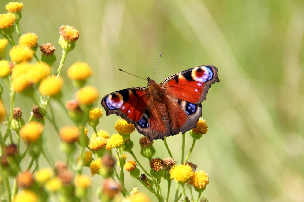 yellow and black butterfly on yellow flower