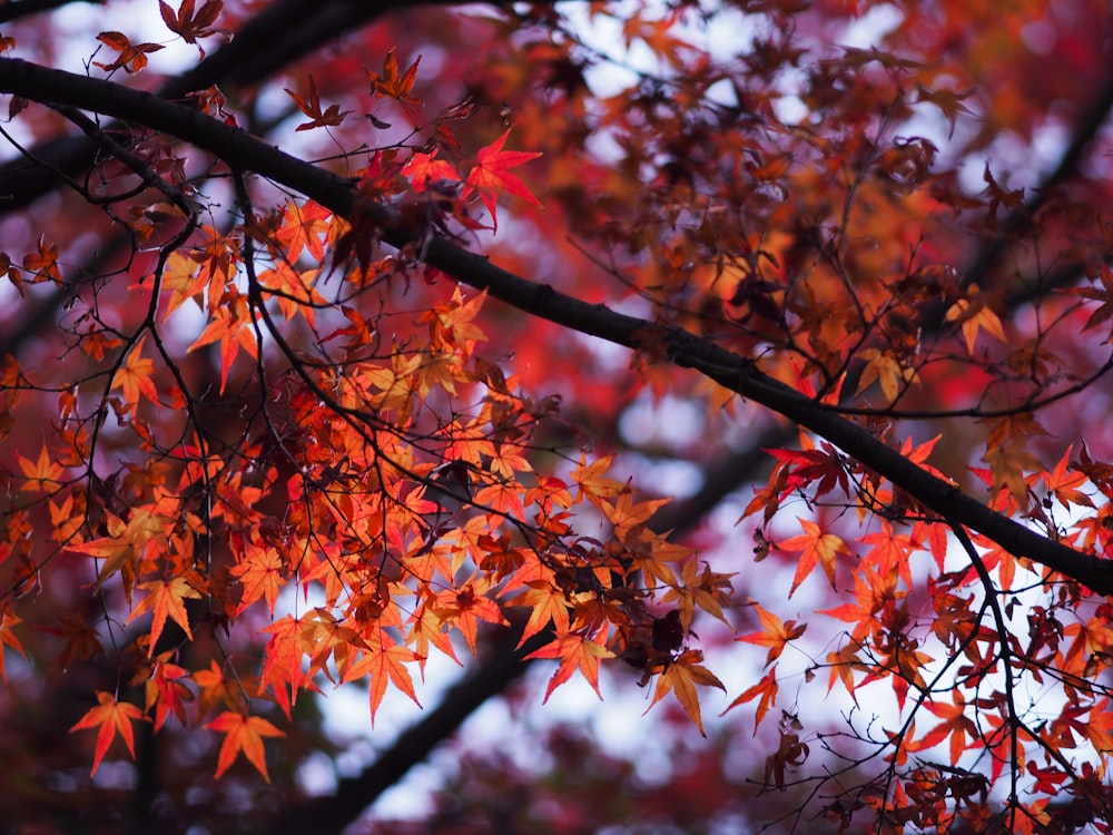 red maple tree