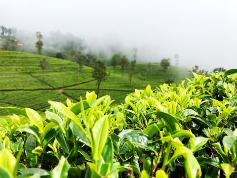 A large area of lush green tea leaves