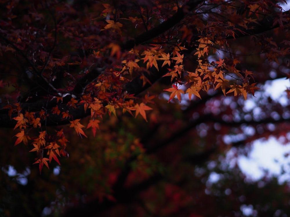 selective focus photography of brown trees