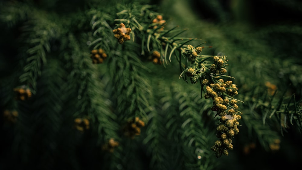 green pine leaf