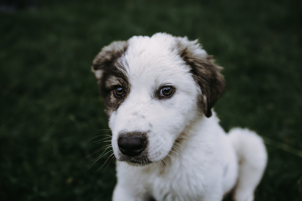 short-coated white and tan puppy photography