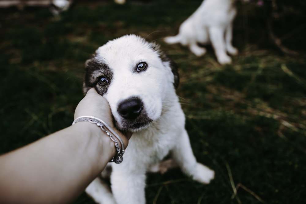 white and brown short coat puppy