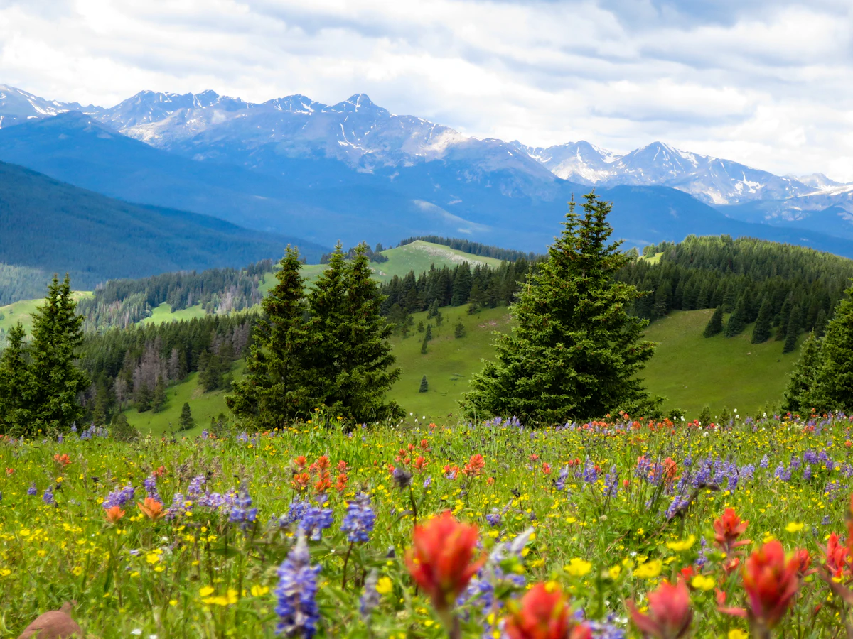 Wildflowers in bloom across a mountain meadow