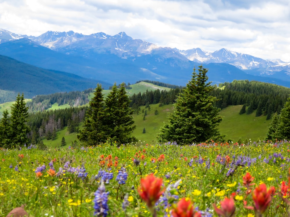 orange and blue flower field during daytime