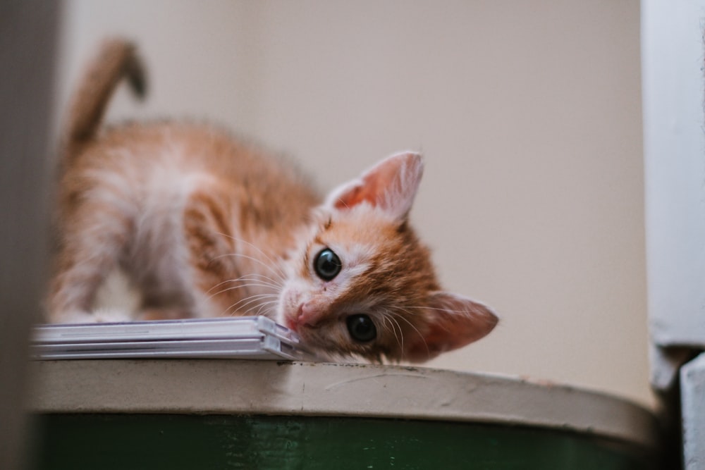 orange tabby kitten