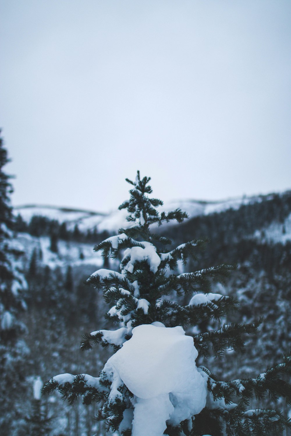 Fotografía de árbol con nieve