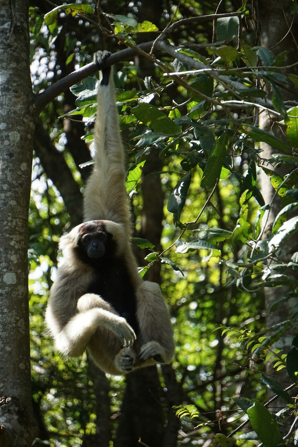 Macaco branco pendurado na árvore
