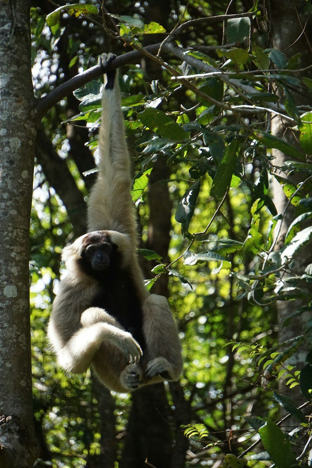 mono blanco colgado en un árbol