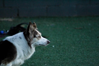 A well-trained border collie sitting attentively during a training session