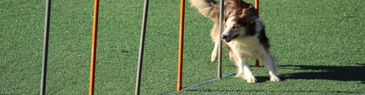 adult rough collie