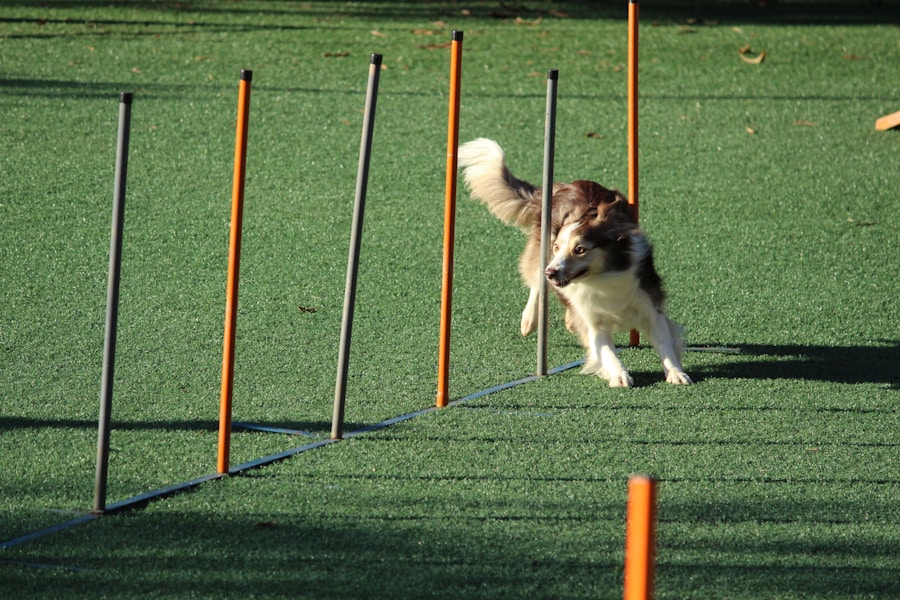 Puppy dropping toy on command during training exercise