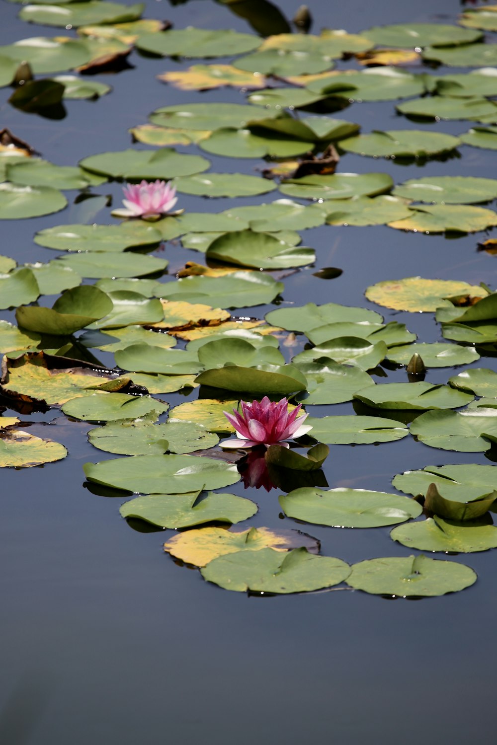 waterlily plant