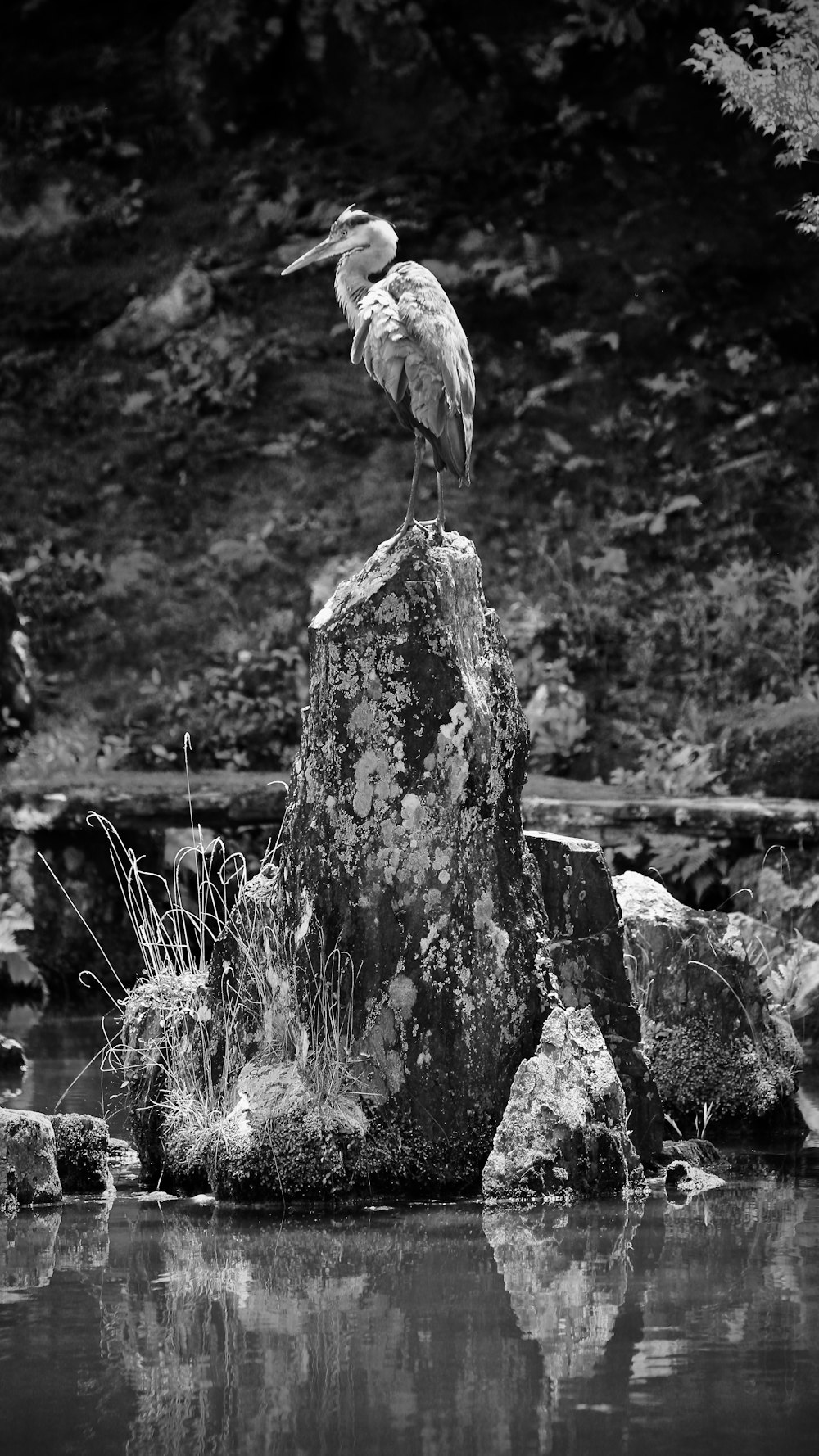 Foto en escala de grises de un pájaro en la roca