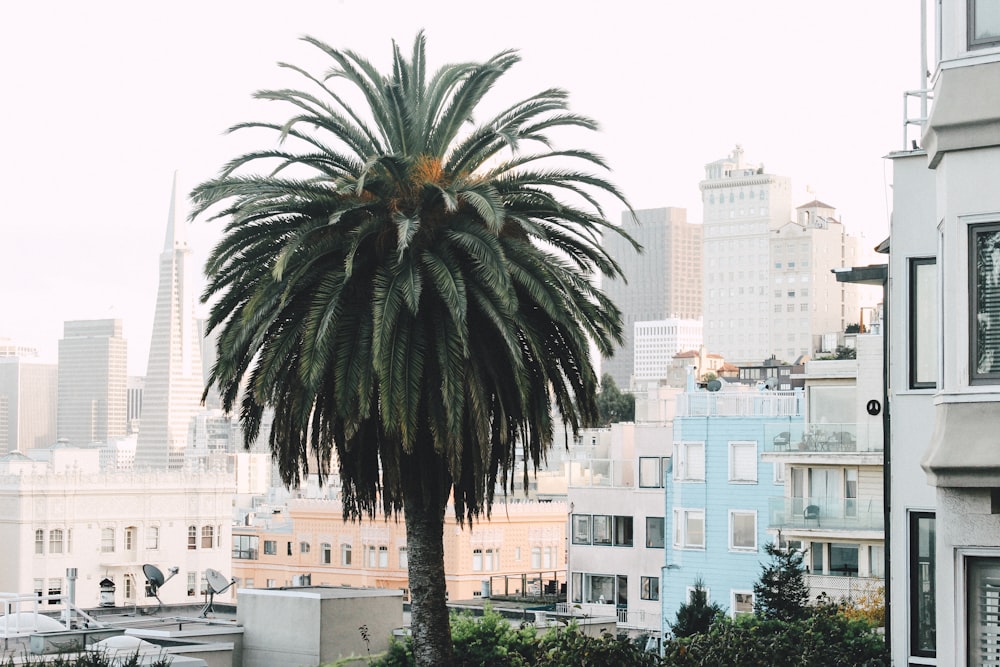 palm plant near buildings