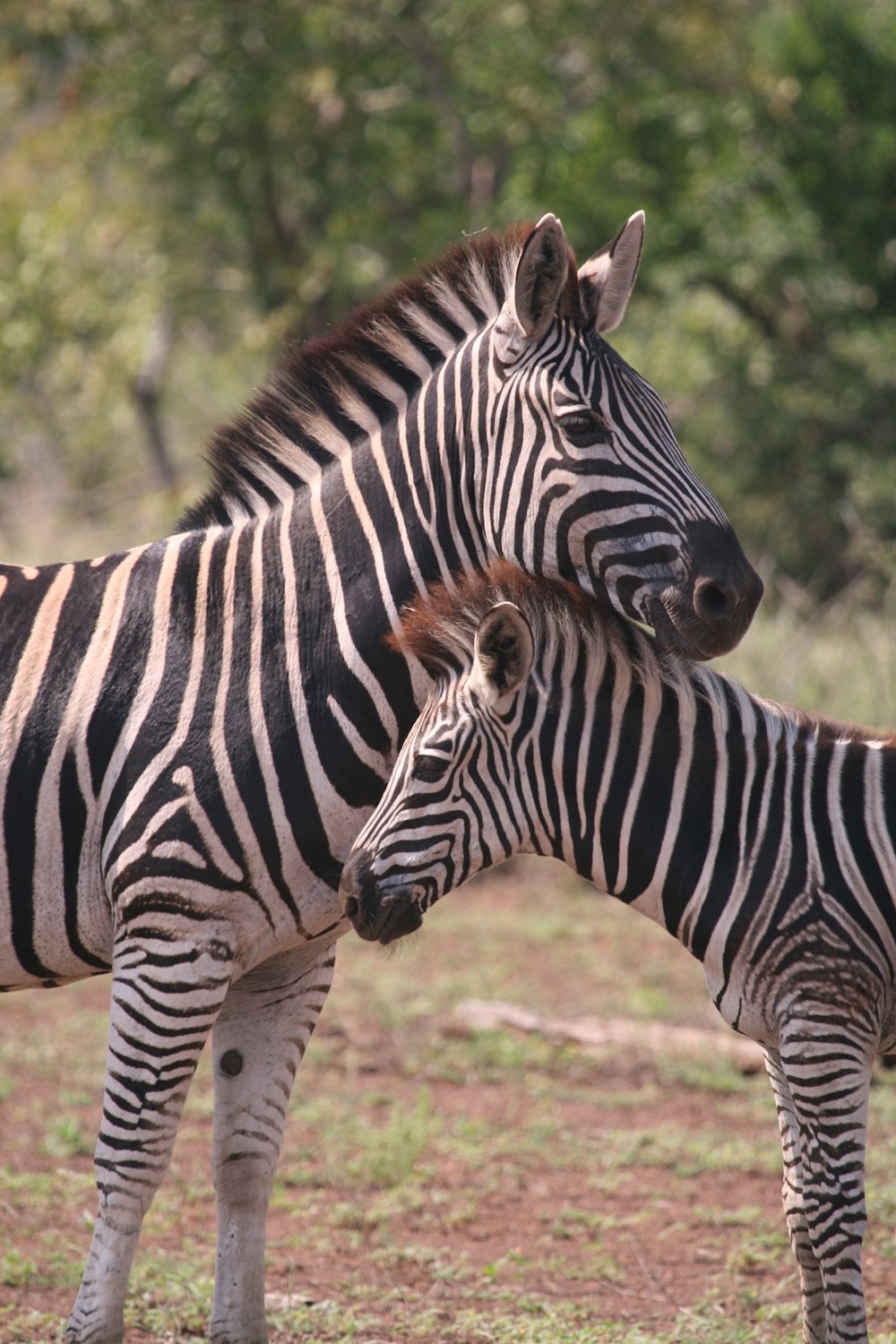 two zebra photography