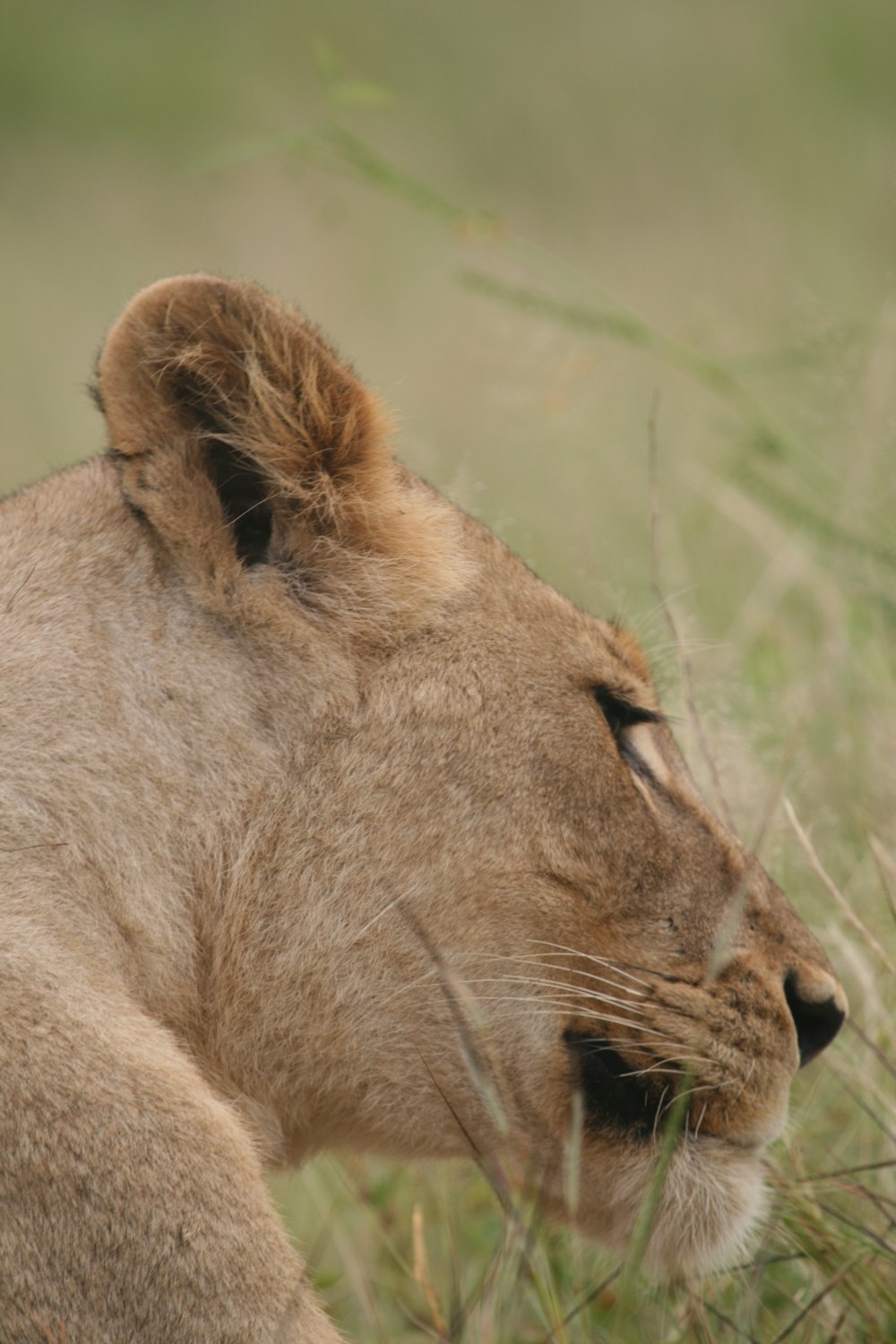 brown lioness