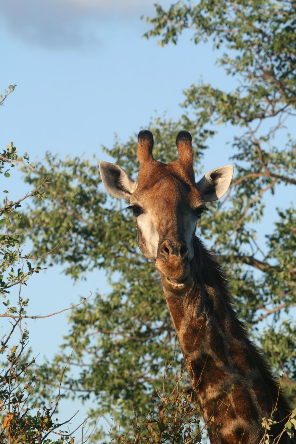 giraffe near tree during daytime