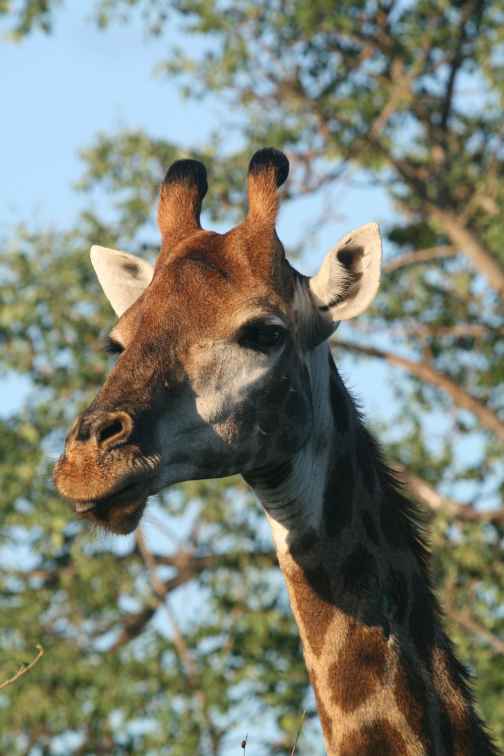 Ritratto di giraffa grigia e marrone