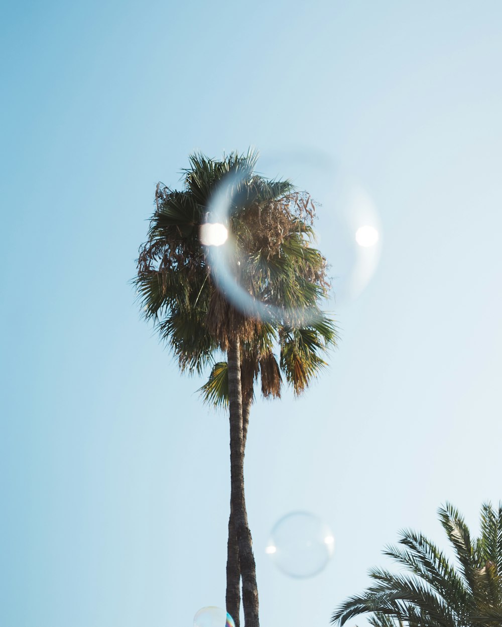 green-leafed tree under blue sky during daytime