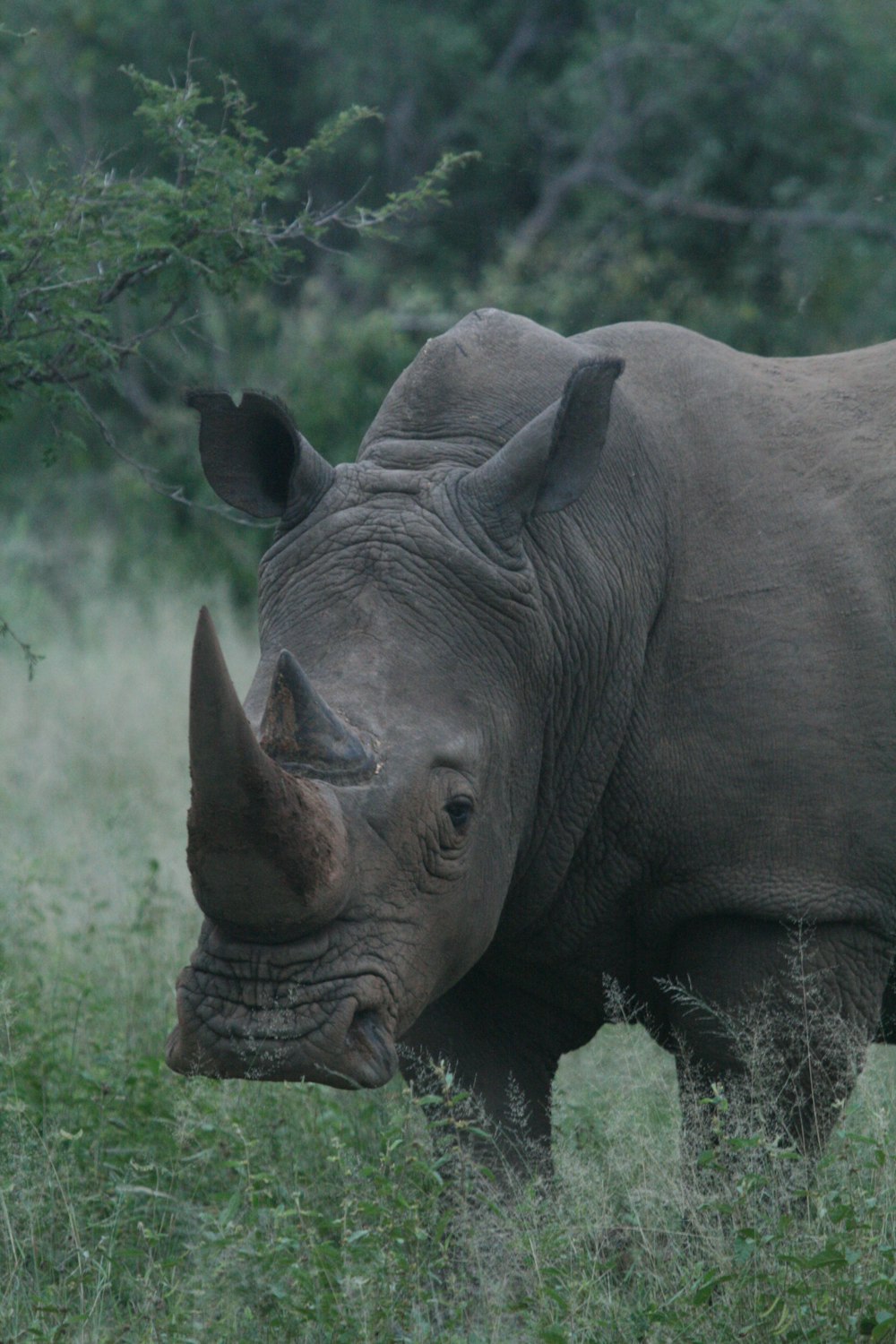 gray rhinoceros