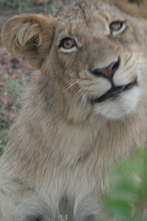 A close-up of a young lion with a playful expression tilting its head slightly. The lion's fur is a mix of light brown and beige, and its eyes are a striking amber color. The background shows some greenery and out-of-focus natural surroundings.