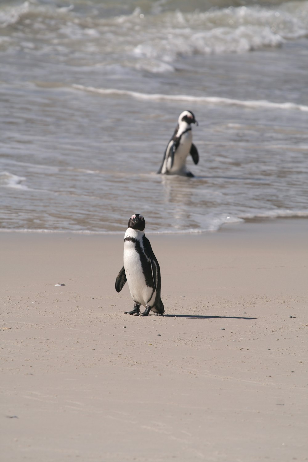 two white-and-black penguins on gray sand