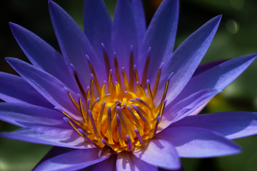 purple petaled flower