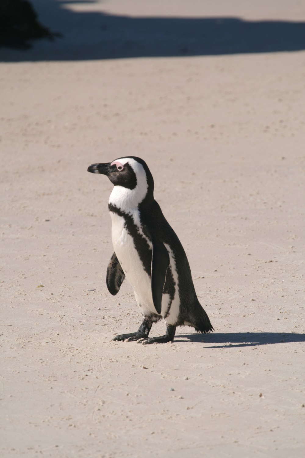 white and black penguin on grey sand