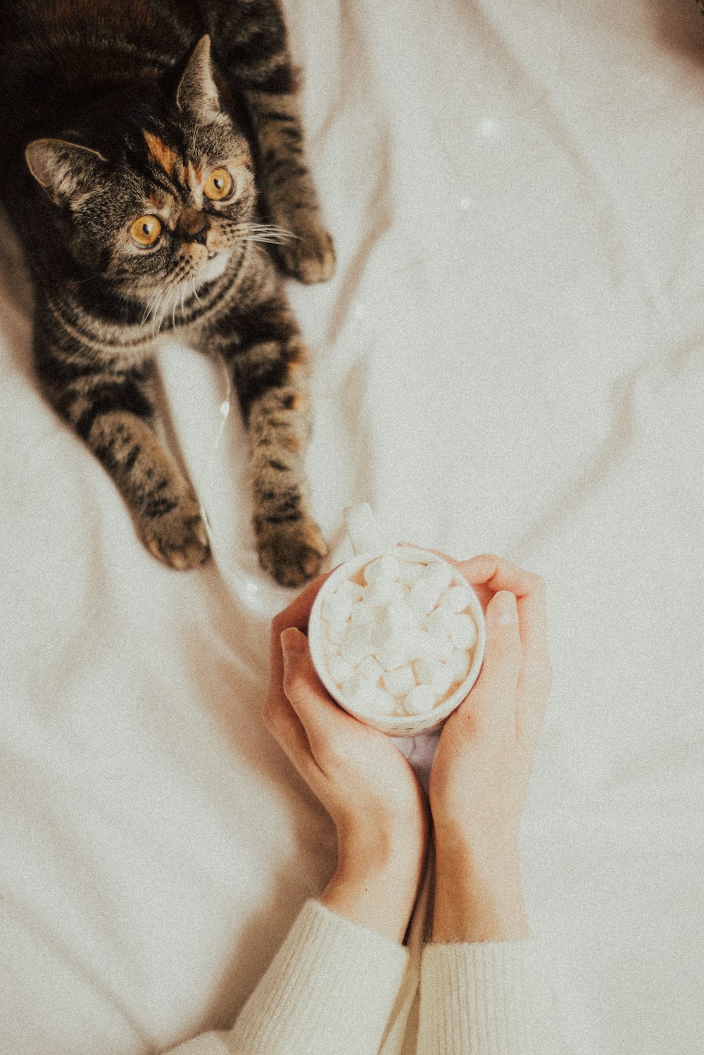 brown tabby cat on bed