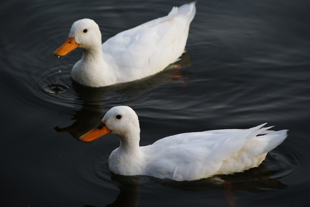 two white ducks on calm body of water