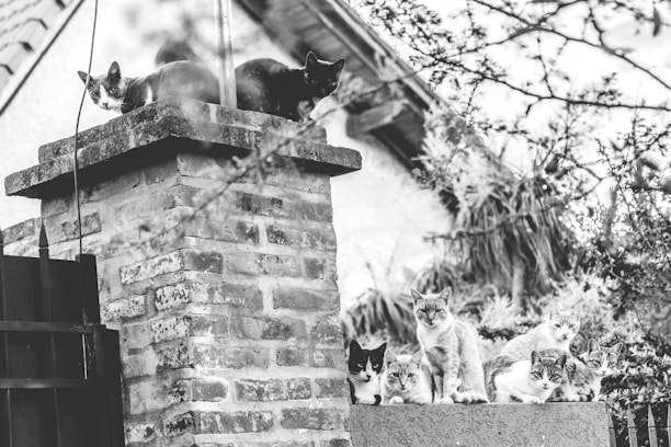 A group of cat enthusiasts at a club event.