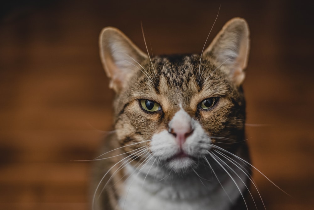 fotografia de foco seletivo de gato tabby marrom e branco