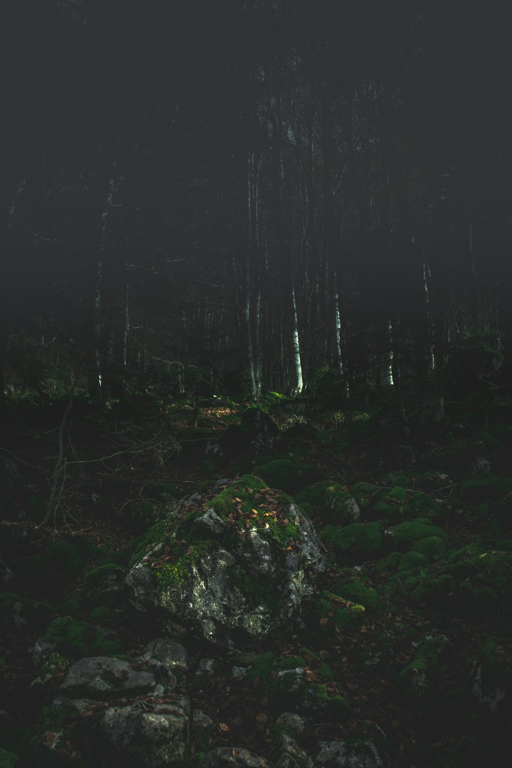 a forest filled with lots of trees and rocks