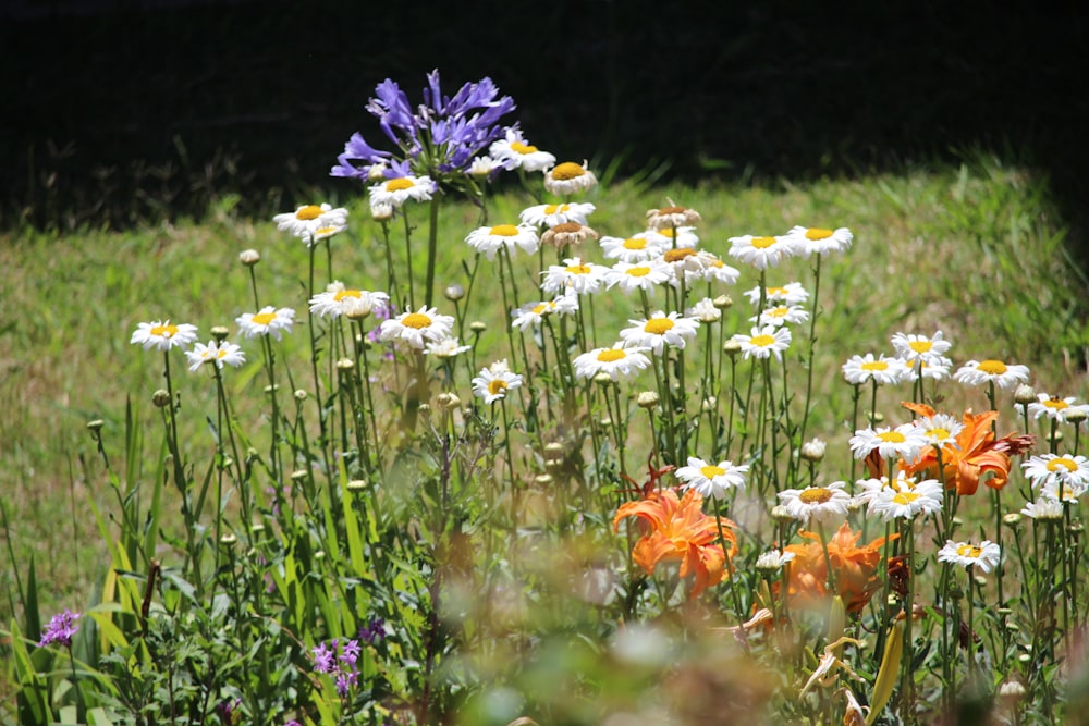 white daisy flowers at daytime