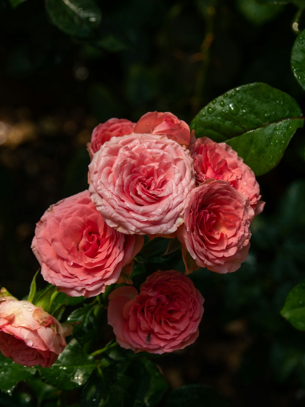 Fotografía de enfoque selectivo de flores de pétalos rosados